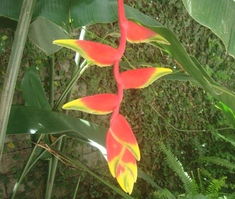 Heliconia2.JPG