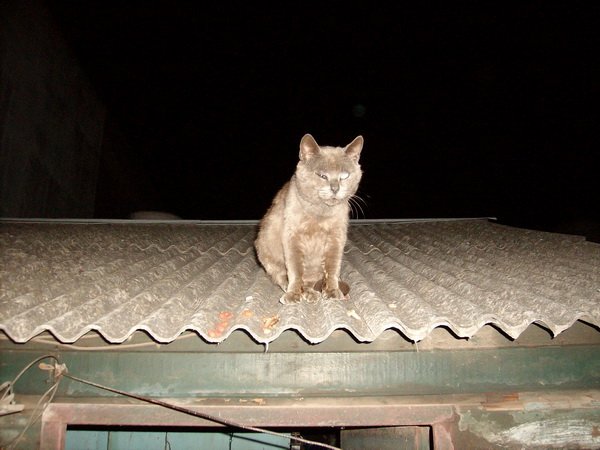 Gato de Tejón en Techo.jpg