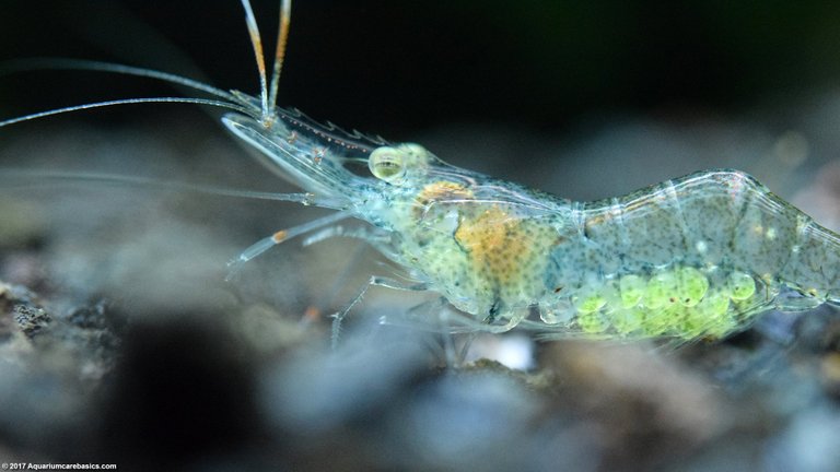 female-ghost-shrimp-berried.jpg