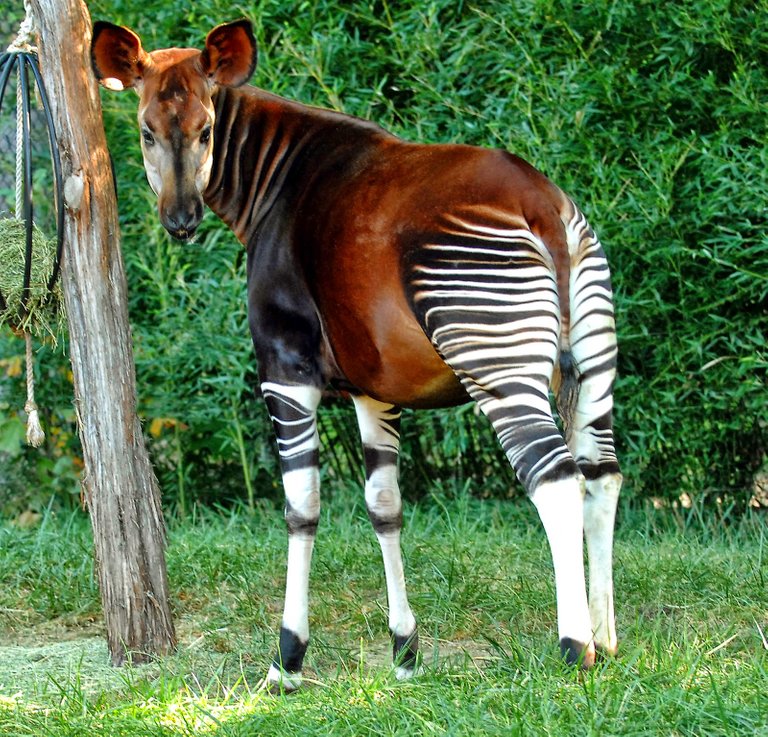 okapi1.jpg