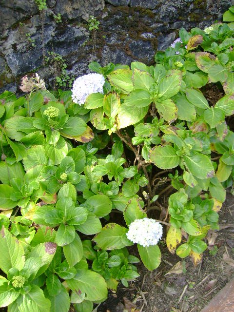 32-hortensias.JPG