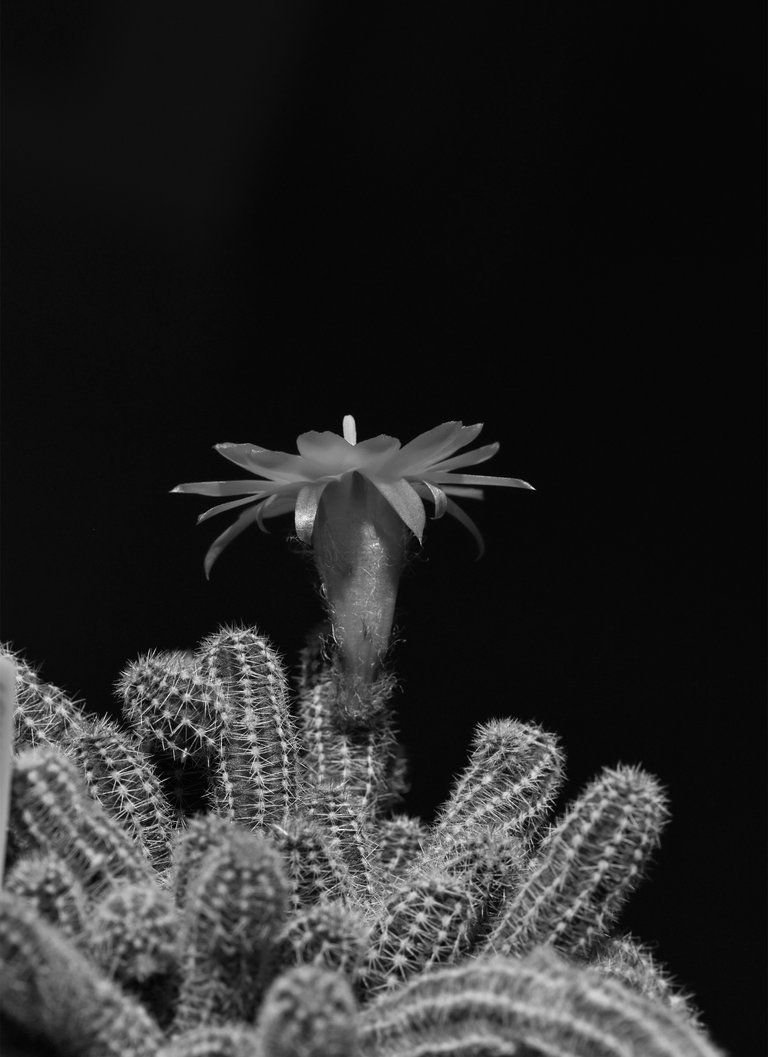 Chamaecereus silvestrii flower bw.jpg