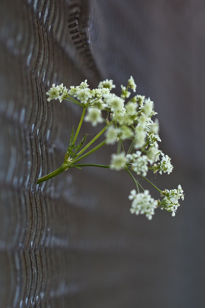 7314581934-fence-with-flower (FILEminimizer).jpg