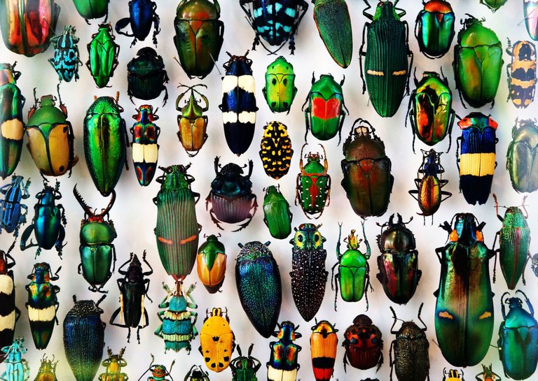 iStock-511121338_Beetles_Web.jpg