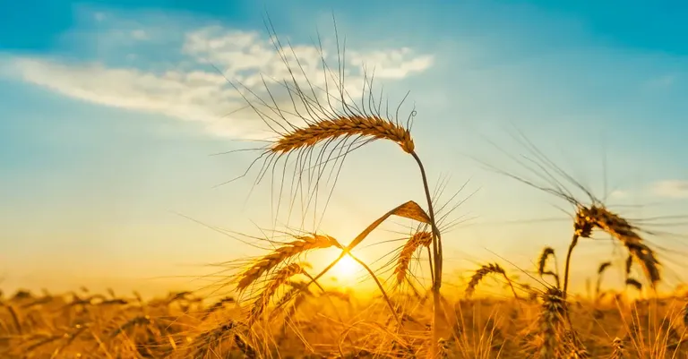 15517-sunset-over-wheat-field---threshing-floor-get.webp