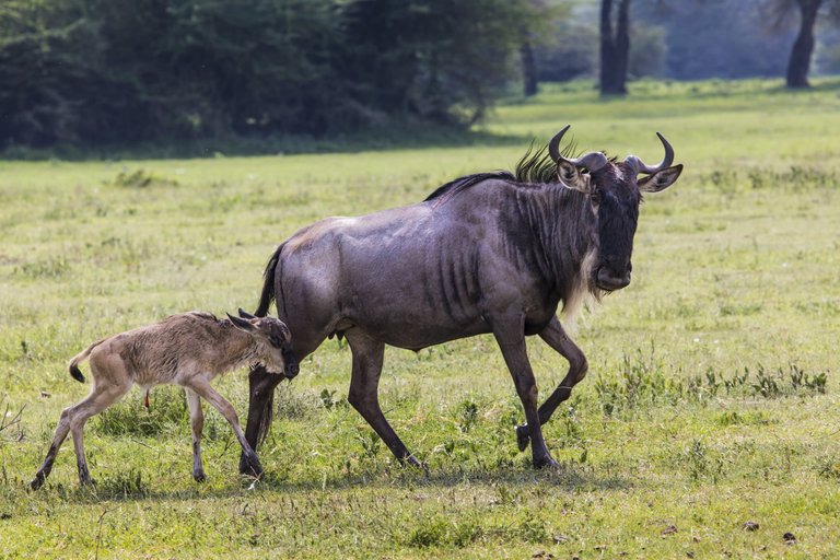 calving-season-tanzania-safari.jpg