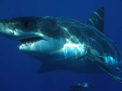 15-tips-for-surviving-a-shark-attack.jpg