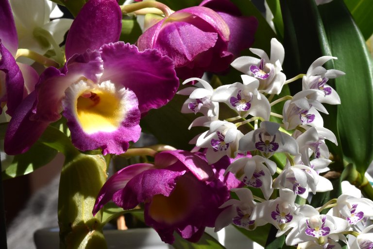 Three dendrobiums blooming 5.jpg