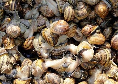 snail-farming.jpg
