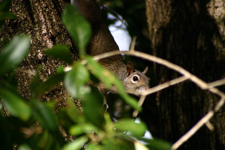 squirrel look.jpg