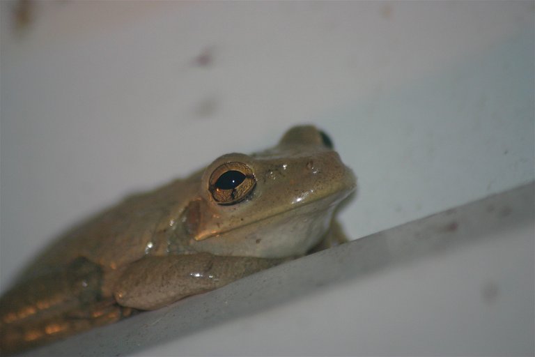 frog 1-2.jpg