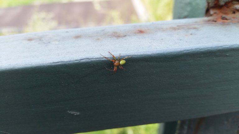 green spider on rusty green metal bar.jpg