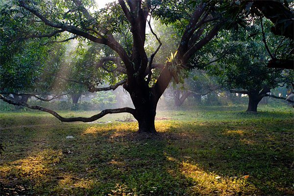 winter-morning--khamarpara-rural-west-bengal.jpg