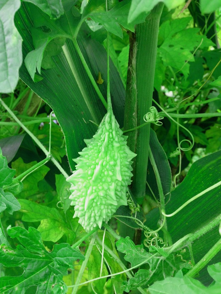 MaxPixel.freegreatpicture.com-Bitter-Bitter-Gourd-Gourd-Healthy-Vegetable-Food-983373.jpg