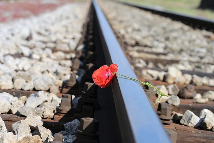 red-poppy-on-railway-3414256__480.jpg