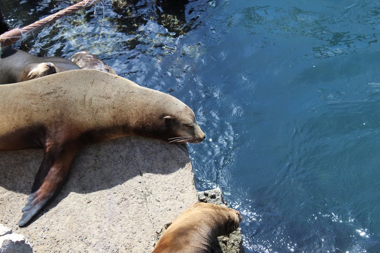 SeaLions1.JPG