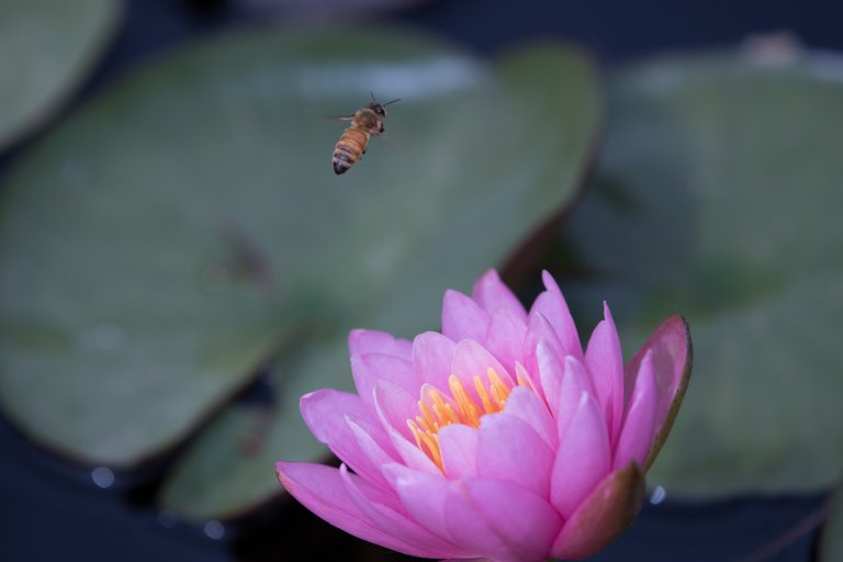 MikeBryantPhotography-Waterlilies-5.jpg