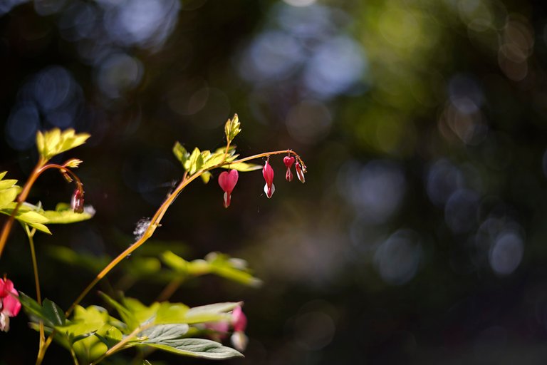 bleeding hearts bokeh 1.jpg