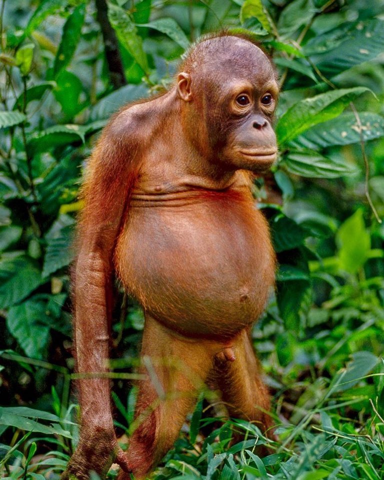 ORANGUTAN .jpg