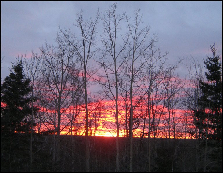 Sunsetting brilliant colors shine through spruce and poplar tree silhouettes 3.JPG