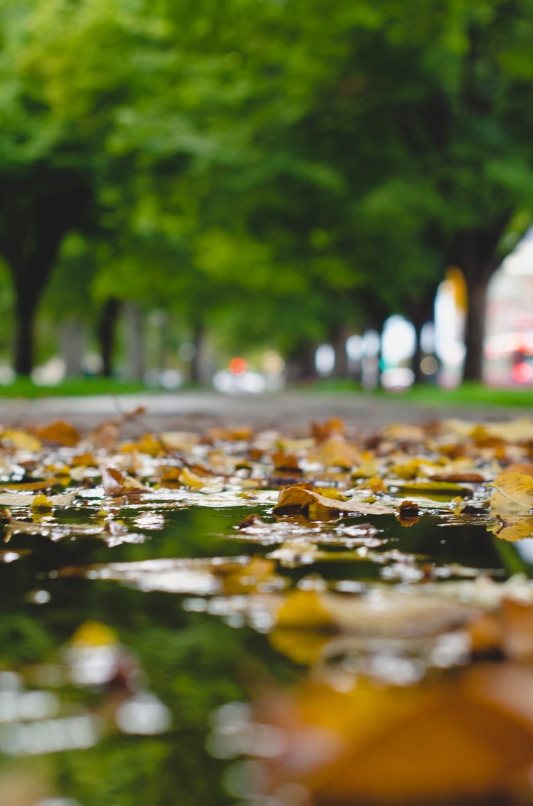 The leaves in the puddle on the sidewalk.JPG