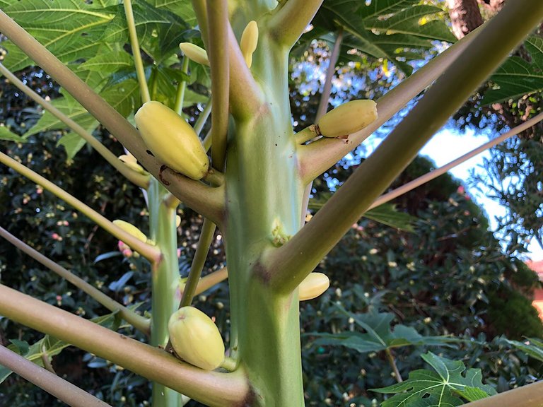 Papaya baby fruits