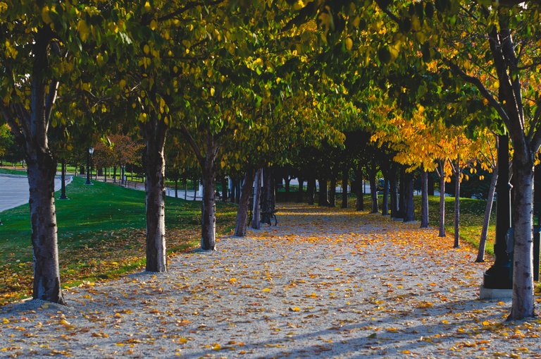 The tree tunnel walkway covered in leaves.JPG