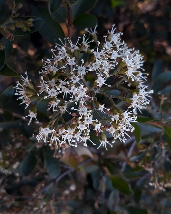 nuxia floribunda.jpg