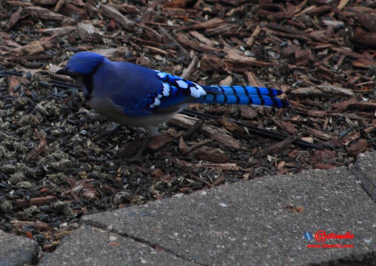 Blue Jay IMG_0183.JPG