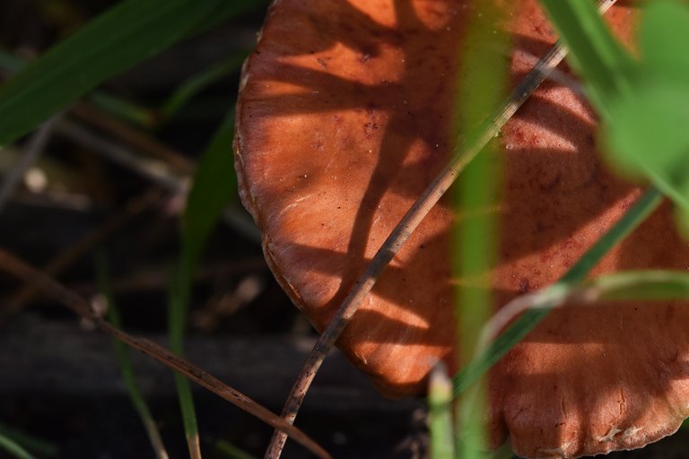 orange mushrooms grass 1.jpg