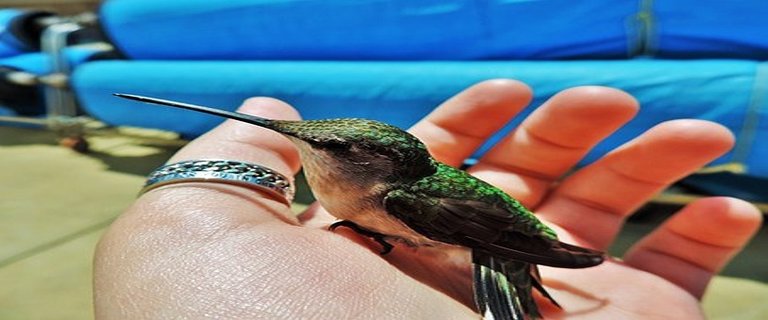 hummingbird-938948__340 2.jpg