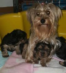 Mom with Pups.jpg