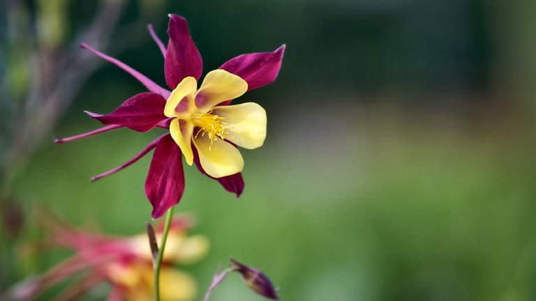 flowers-vulgaris-romance-flower-floral-love-beautiful-photography-beauty-aquilegia-hd-background.jpg