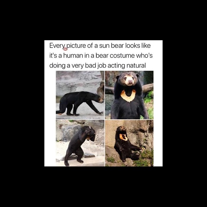 sunbear.jpg