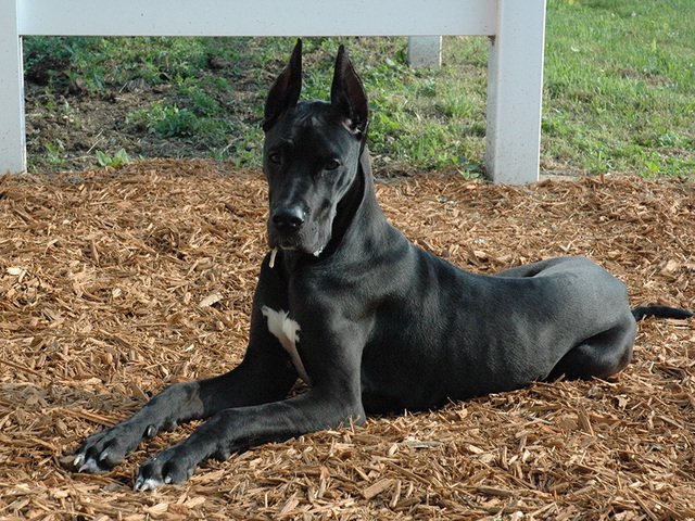 Great_Dane_black_laying_1456077122079_32321867_ver1.0_640_480.jpg