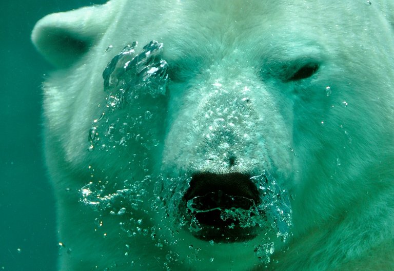 polar-bear-484515_1280.jpg