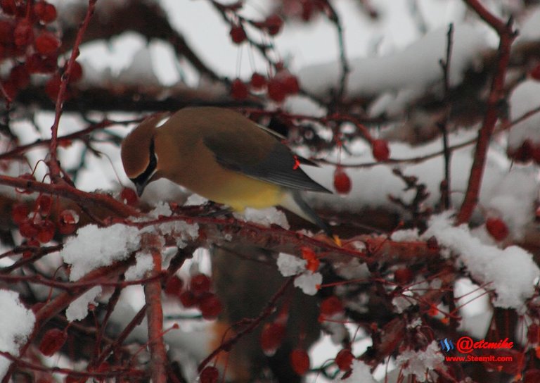 Cedar Waxing IMG_0059.JPG