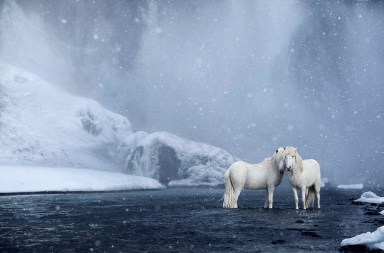 animal-photography-icelandic-horses-in-the-realm-of-legends-drew-doggett-14-5b5afbe934ad7__880.jpg