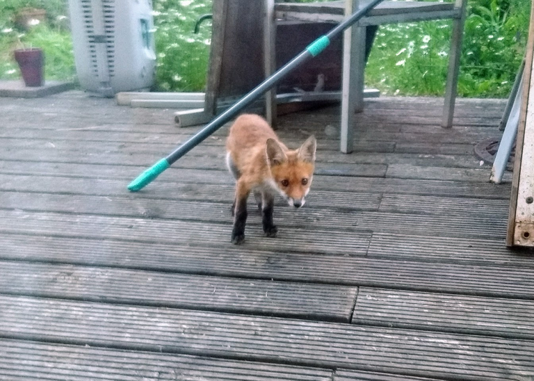 Cub