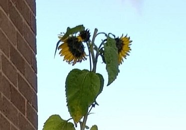 Last Sunflowers 2.jpg