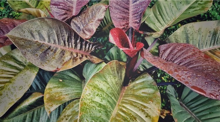 red-leaf-philodendron.jpg
