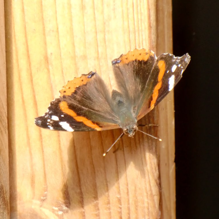 Red Admiral on wood