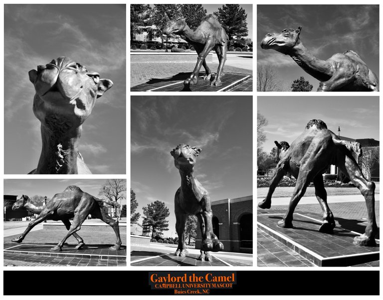 MonoCollage CampbellCamel.jpg