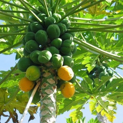 Papaya-Selection-1-1-500x500.jpg