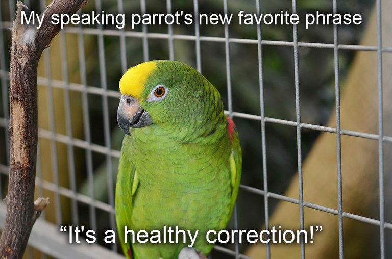 parrot1.jpg