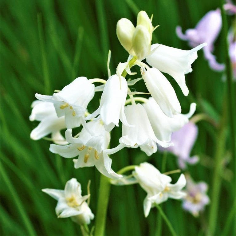 sqScilla_white_hyacinthoides.DV_800x.jpg