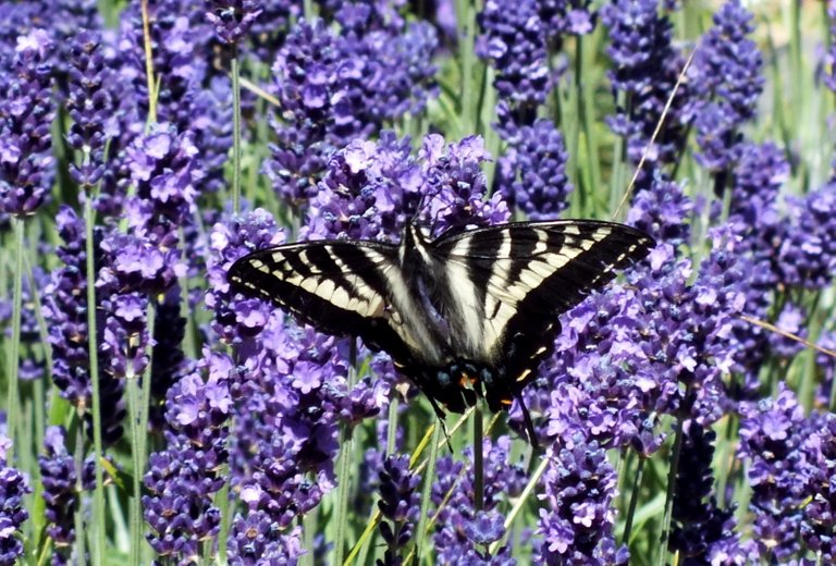 1178-1-Swallowtail.jpg