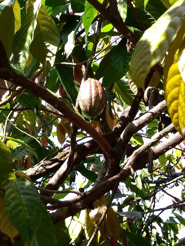 CacaoPod1.jpg