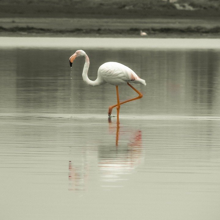 flamingo-1979763_960_720.jpg