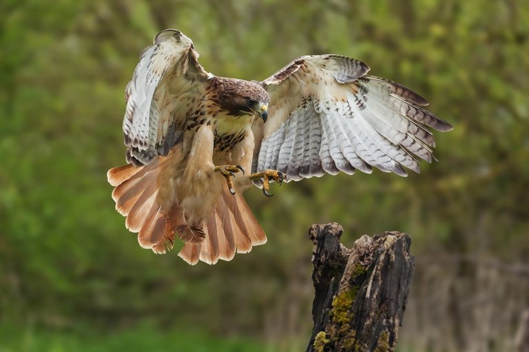 Red-tailed-Hawk.jpg